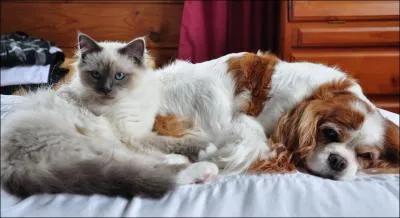 Issu du croisement de deux agrumes, en Guyane et dans les Antilles, on l'appelle le ...