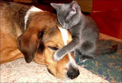 Driv des mots chats et fouine, ce mot signifie sournois et rus !