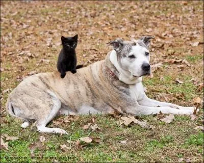 Il peut aussi bien tre un bateau qu'un client !