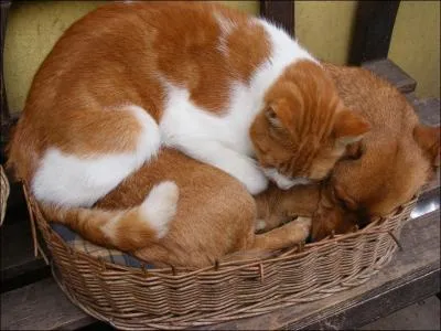 Pour une araigne, elles sont trs utiles, les ...