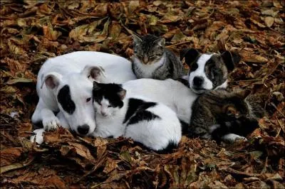 Il porte le nom d'un animal, mais c'est un appareil de levage !