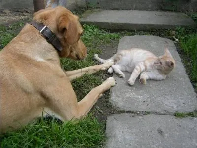 Au pays basque, elle s'attache au poignet et s'utilise au fronton !