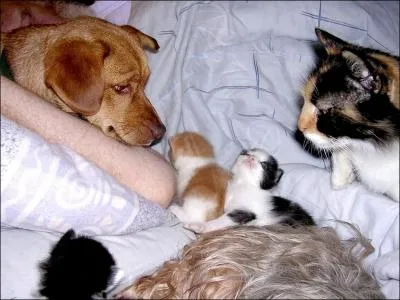 Teneur insuffisante des globules rouges en hmoglobine !