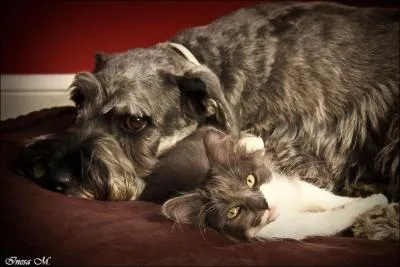 En dsespoir de cause, il faut choisir entre lui et la peste !