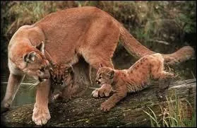 Trop mimi ces animaux :