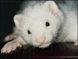 Quel est cet animal ?