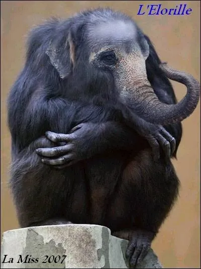 Quels sont les animaux qui composent cette image ?