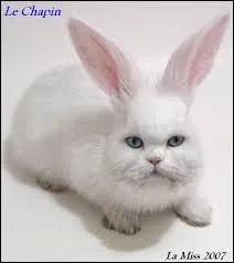 Quels sont les animaux qui composent cette image ?