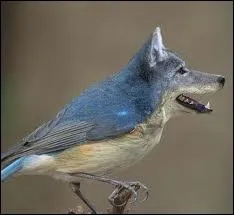 Quels sont les animaux qui composent cette image ?