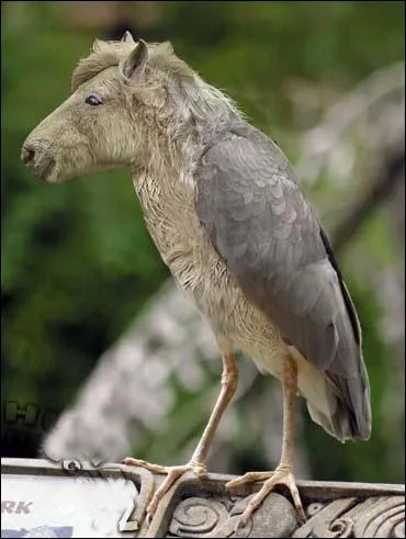 Quels sont les animaux qui composent cette image ?