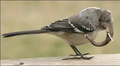 Quels sont les animaux qui composent cette image ?