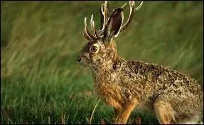 Quels sont les animaux qui composent cette image ?