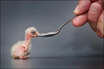 Je ne veux pas terminer ce quiz par une image trop barbare, c'est une question de ...