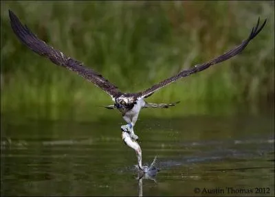 Il n'y a pas de vrit absolue, mais ce mot concerne tout de mme la russite, on peut en faire preuve, alors soyez pratique et dcouvrez-le !