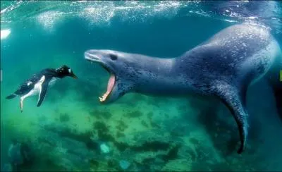 Amande grille et rissole dans du sucre, ce nom possde un autre sens, populaire, qui peut vous faire taler de tout votre long !