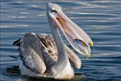 Vous tes persuad que votre enfant est en avance  pour son ge , d'aprs vous il est vraiment ...