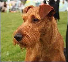 De quelle race tait le chien Jerry ?