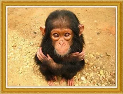 Les personnages sont : Rmi et Vitalis, mais il y a aussi :