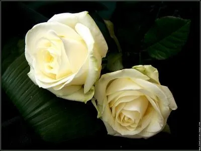 Qui n'a pas interprt :  les Roses blanches , cette chanson qui a fait couler bien des larmes ?