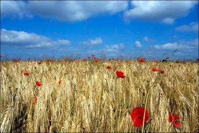 Qu'est-ce qu'un Champi ?