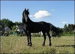 Est-ce que Katy aime cette Jument ?