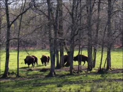 Pour finir, une question gastronomie. Je ne peux m'en empcher ! Gographie, histoire et bons plats composent une belle association. Quelle est cette tendre viande goteuse encore dans les prs ?