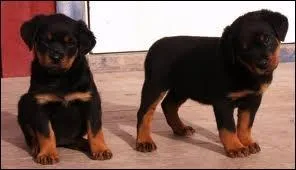 Quelle est la race de ce chien ?