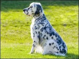 Pour quelle profession ce chien est-il utilis ?