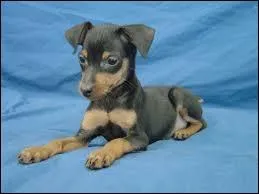 Quelle est la race de ce chien ?