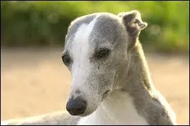 Quelle est la race de ce chien ?