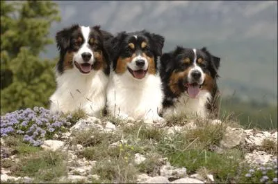 Quelle est la race de ce chien ?