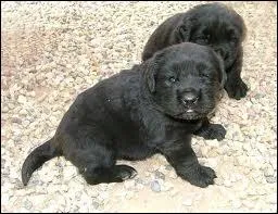 Quelle est la race de ce chien ?