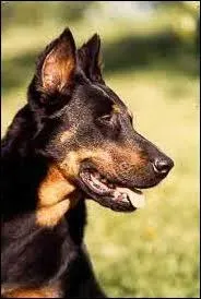 Quelle est la race de ce chien ?