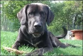 Quelle est la race de ce chien ?