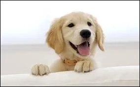 Quelle est la race de ce chien ?