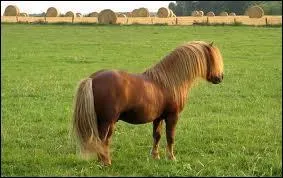 Quelle est la race de ce poney ?