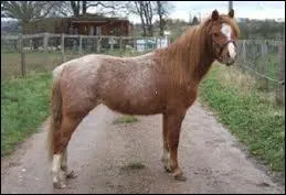 Quelle est la robe de ce cheval ?