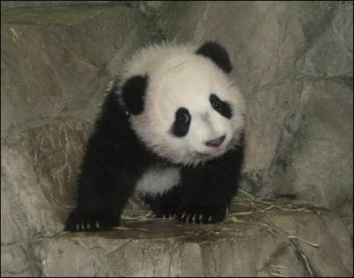 Les pandas sont-il très aventureux ?