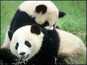 Est-ce que les pandas aiment jouer ?