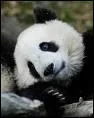 Les pandas dorment-il souvent ?