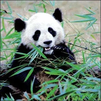 Les pandas mangent mieux...