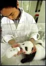 Est-ce que les pandas se font beaucoup aider par des spécialistes ?