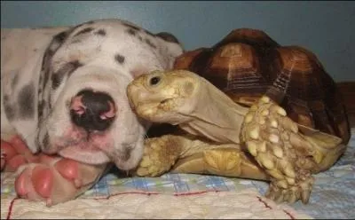 Rien ne sert de courir, il faut partir  point !