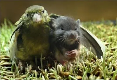 Que se soit dans le titre d'un film ou dans la composition d'un plat, il est difficile de les sparer, d'ailleurs la photo est une partie de la solution !