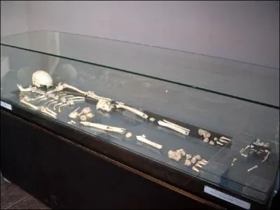 O trouve-t-on l'os naviculaire ?