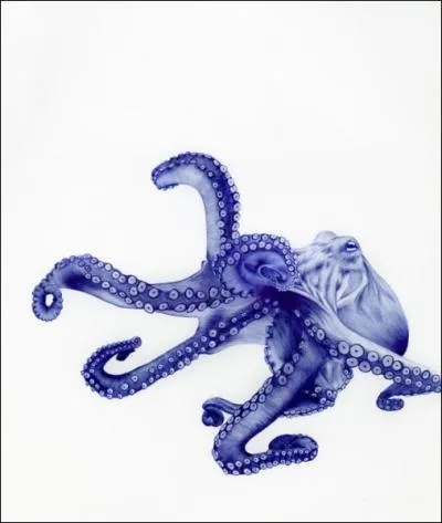 Et que rpondez-vous si je vous affirme que l'animal de la photo est un calmar ?