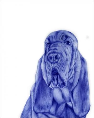 On le trouve dans les plaines africaines, c'est le chacal  oreilles pendantes !