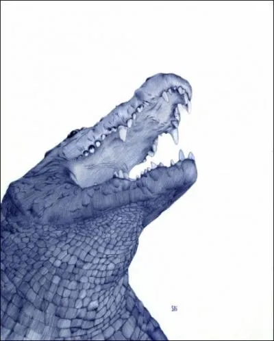 On peut voir des crocodiles sauvages aux Etats-Unis !