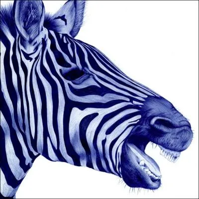 On peut voir des troupeaux de zbres sauvages en Australie !