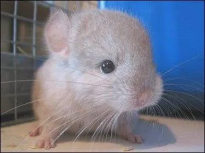 Certains d'entre nous sentent quand les choses ne tournent pas rond, ou quand un vnement imprvu va arriver, on dit qu'ils ont ...